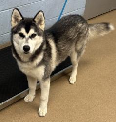 Shelter Stray Female Dog last seen Near Doral Cir Doraville, GA 30360, 30360, GA, Atlanta, GA 30341