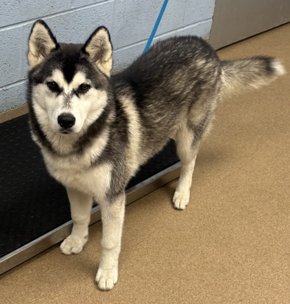 Shelter Stray Female Dog last seen Near Doral Cir Doraville, GA 30360, 30360, GA, Atlanta, GA 30341