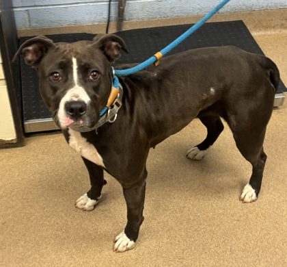 Shelter Stray Female Dog last seen Near Cobbs Ferry Dr Decatur, 30032, 30032, GA, Atlanta, GA 30341