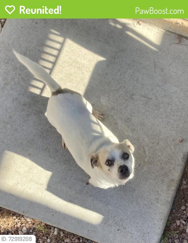 Reunited Male Dog last seen N Cimarron Rd & W Vegas Dr, Las Vegas, NV 89128, USA, Las Vegas, NV 89128