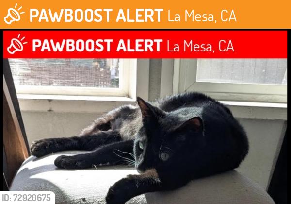Found/Stray Unknown Cat last seen Near Wisconsin ave & lake Murray blvd, La Mesa, CA 91942