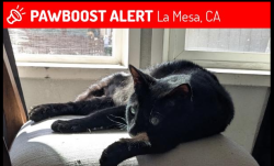 Found/Stray Unknown Cat last seen Near Wisconsin ave & lake Murray blvd, La Mesa, CA 91942