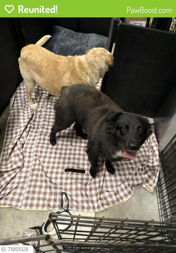 Reunited Unknown Dog last seen Black Powder Lane, Soddy Daisy, TN , Soddy-Daisy, TN 37379