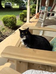 Lost Female Cat last seen N. Heritage Rd, S. Briarcliff Rd in Maryville, TN, Maryville, TN 37803