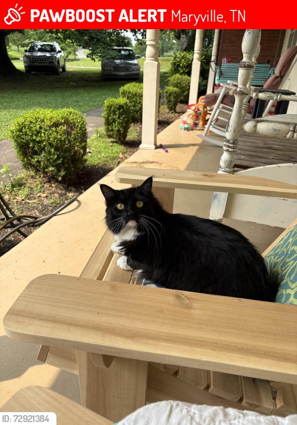Lost Female Cat last seen N. Heritage Rd, S. Briarcliff Rd in Maryville, TN, Maryville, TN 37803