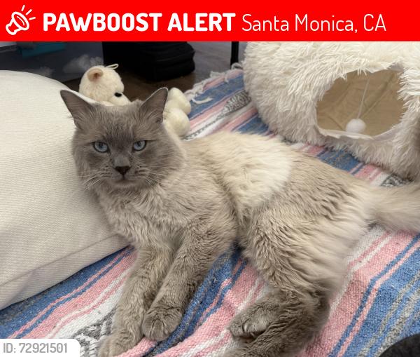 Lost Male Cat last seen Harvard & Broadway, Santa Monica, CA 90404