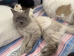 Lost Male Cat last seen Harvard & Broadway, Santa Monica, CA 90404