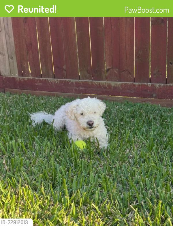 Reunited Male Dog last seen Highlands woods neighborhood , Highlands, TX 77562