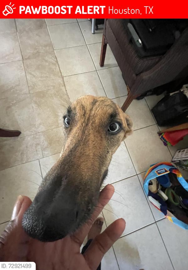 Lost Female Dog last seen the fence at 11211 Verlaine was broken and they got out, Houston, TX 77065