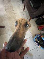 Lost Female Dog last seen the fence at 11211 Verlaine was broken and they got out, Houston, TX 77065
