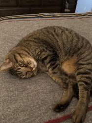 Reunited Male Cat last seen Near Rosalind Lane Oldsmar 34677, Oldsmar, FL 34677