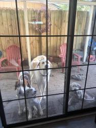 Lost Male Dog last seen Cotillion Park, Dallas, TX 75228