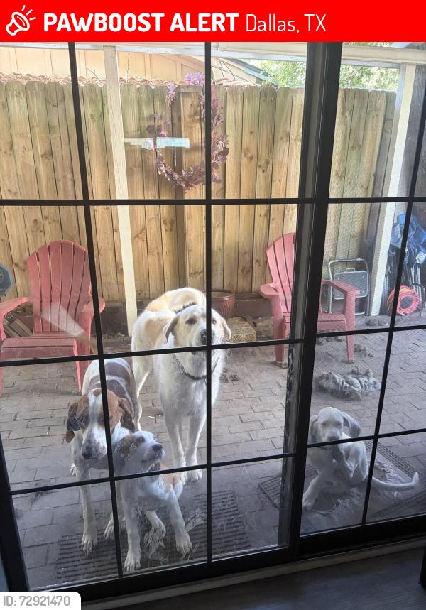 Lost Male Dog last seen Cotillion Park, Dallas, TX 75228