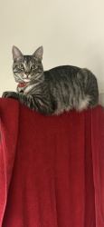 Reunited Male Cat last seen Greenbrier and Baseline, Highland, CA 92346