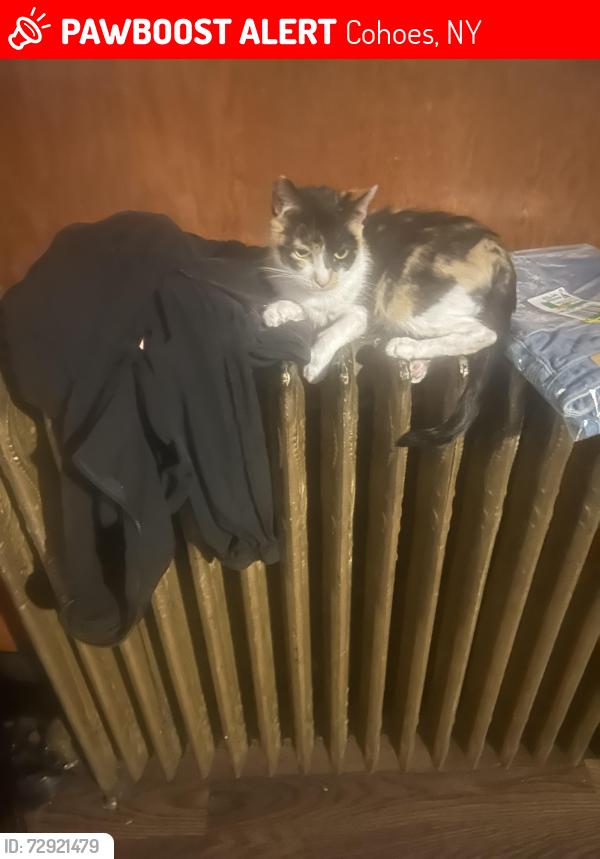 Lost Female Cat last seen Cohoes , Cohoes, NY 12047