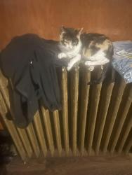 Lost Female Cat last seen Cohoes , Cohoes, NY 12047