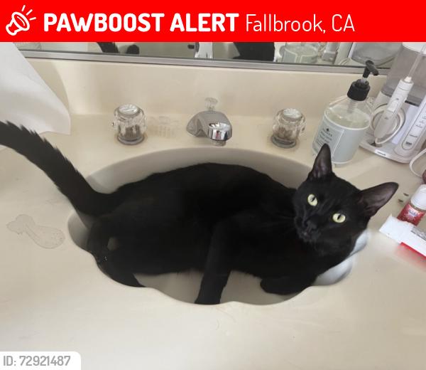 Lost Male Cat last seen golden road, Fallbrook, CA 92028