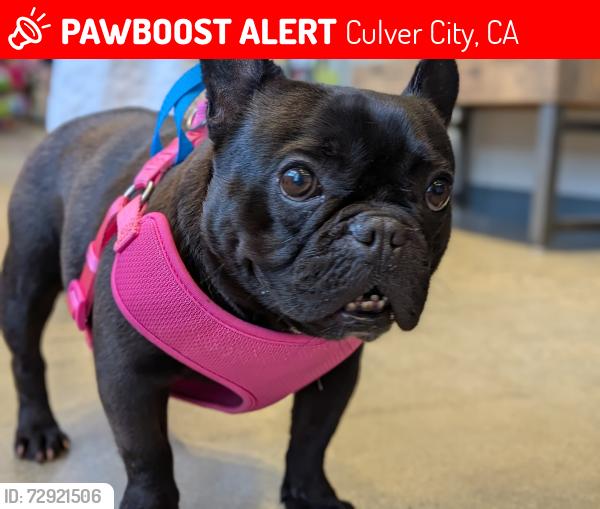 Lost Female Dog last seen Inglewood Blvd , Culver City, CA 90230