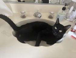 Lost Male Cat last seen golden road, Fallbrook, CA 92028