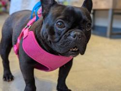 Lost Female Dog last seen Inglewood Blvd , Culver City, CA 90230