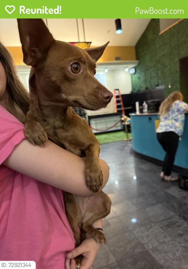 Reunited Female Dog last seen Near Crestmont Ct, Arlington, TX 76017, USA, Arlington, TX 76017