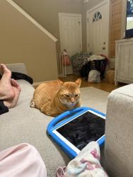 Lost Male Cat last seen Reid Road, Gig Harbor, WA 98335