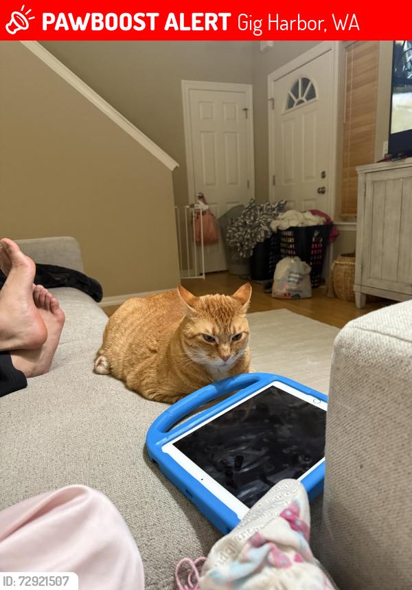 Lost Male Cat last seen Reid Road, Gig Harbor, WA 98335
