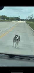Found/Stray Unknown Dog last seen Near the church, League City, TX 77573