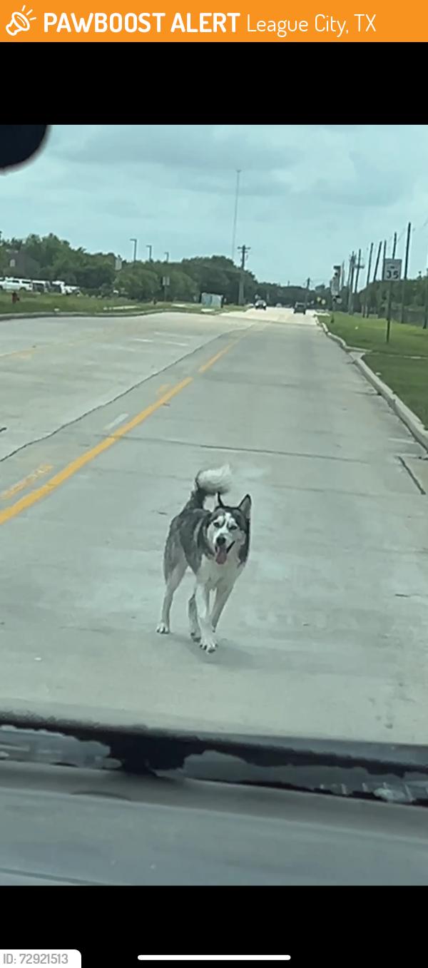 Found/Stray Unknown Dog last seen Near the church, League City, TX 77573