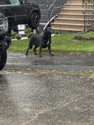 Found/Stray Male Dog last seen Kendall cir, Waterbury, CT 06708