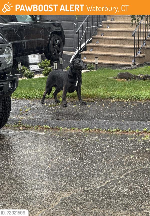 Found/Stray Male Dog last seen Kendall cir, Waterbury, CT 06708