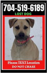 Lost Female Dog last seen Oak pard rd rock hill sc , Rock Hill, SC 29720