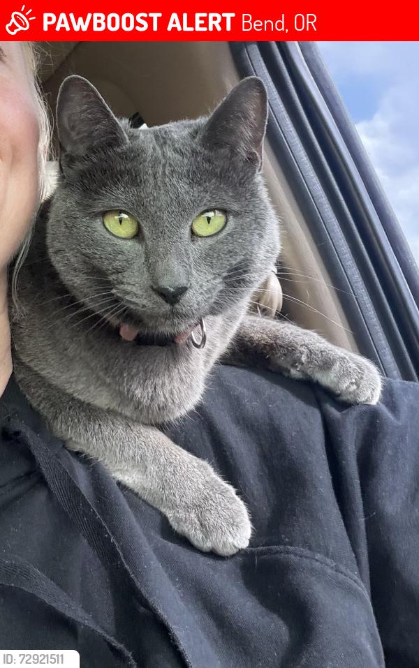 Lost Female Cat last seen SE 6th st, SE Roosevelt st, Bend, OR, Bend, OR 97702
