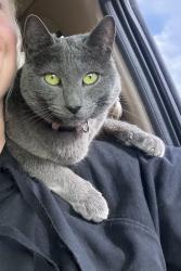 Lost Female Cat last seen SE 6th st, SE Roosevelt st, Bend, OR, Bend, OR 97702