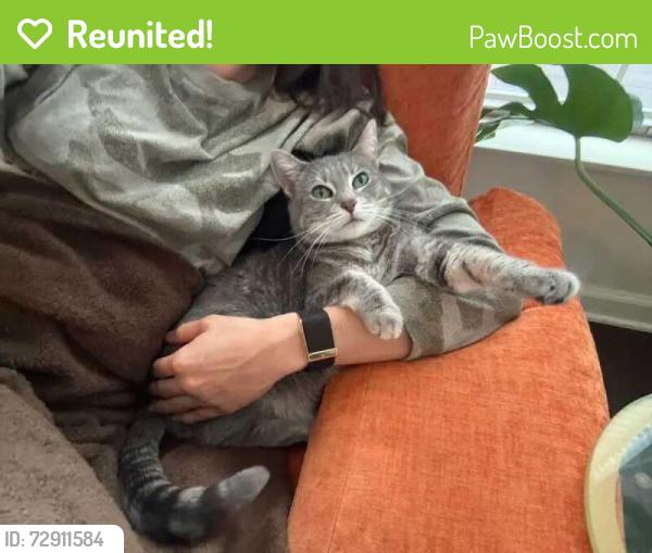 Reunited Female Cat last seen Gettysburg & Potomac, Irvine, CA 92620