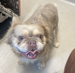 Shelter Stray Male Dog last seen Near Gray Drive, El Cajon, CA, 92020, El Cajon, CA 92020