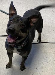 Shelter Stray Female Dog last seen Near S Riverside Drive, SALT LAKE CITY, UT, 84104, Taylorsville, UT 84123