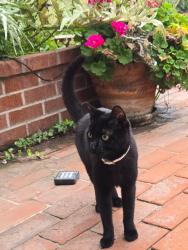 Reunited Unknown Cat last seen By Williams Ave and Smith DR, La Verne, CA 91750