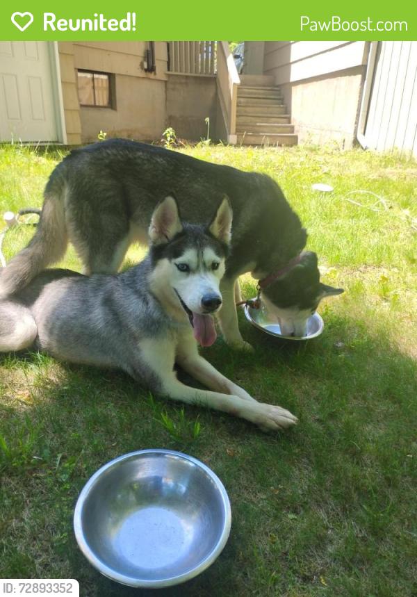 Reunited Female Dog last seen Edrow, Bristol, CT 06010