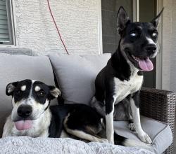 Found/Stray Unknown Dog last seen yuma and dean , Buckeye, AZ 85326