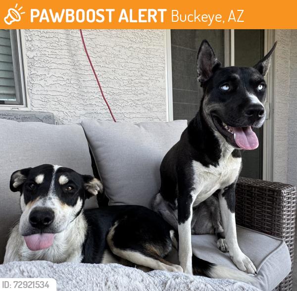 Found/Stray Unknown Dog last seen yuma and dean , Buckeye, AZ 85326