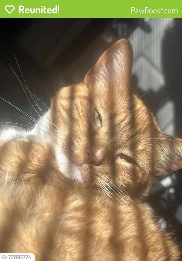 Reunited Male Cat last seen The corner of 3rd and 15th , Oakland, CA 94606