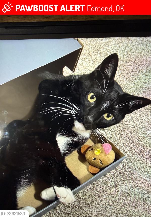 Lost Male Cat last seen Piedmont or Edmond , Edmond, OK 73034