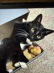 Lost Male Cat last seen Piedmont or Edmond , Edmond, OK 73034