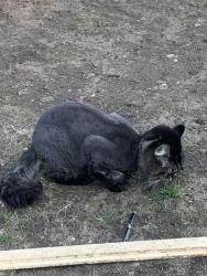 Lost Male Cat last seen Woodvale drive, Laconia, NH 03246