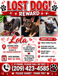 Lost Female Dog last seen 8th street and Fresno , Stockton, CA 95206
