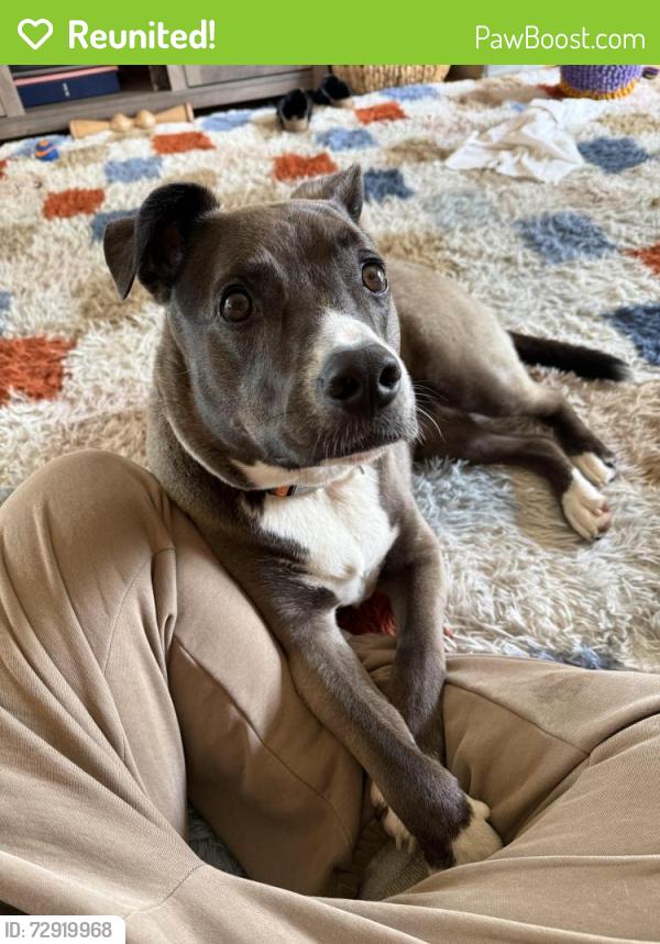 Reunited Female Dog last seen Friendly Hill - Boerne , Back Yard , Boerne, TX 78006