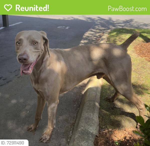 Reunited Male Dog last seen Skokomish Way NE, Olympia, WA 98516