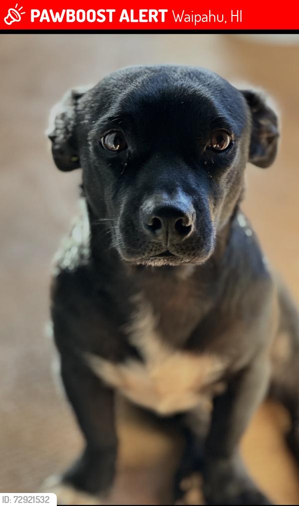 Lost Male Dog last seen Seaview / Crestview / Waipio Gentry, Waipahu, HI 96797