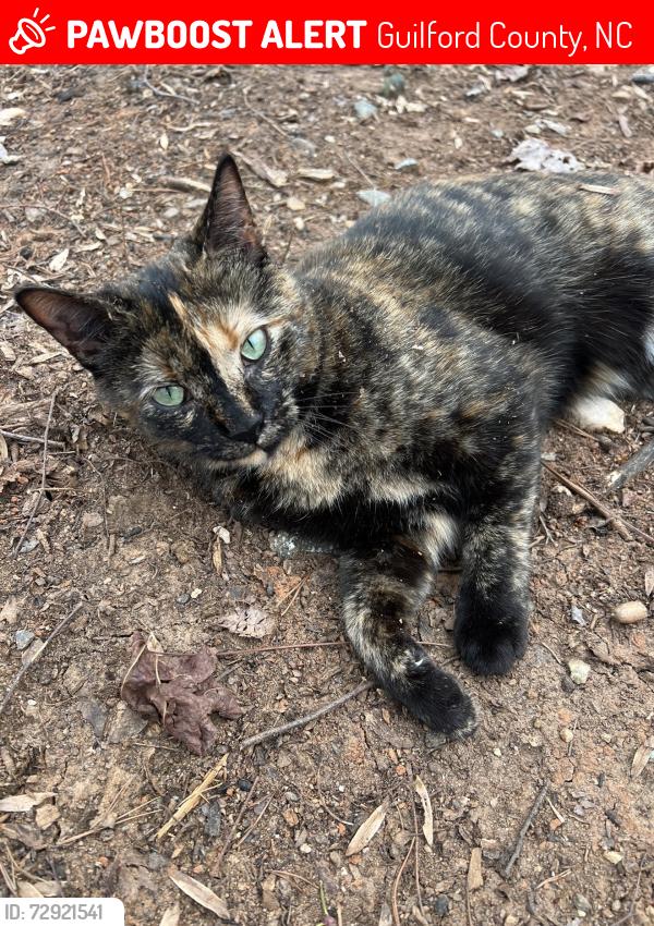 Lost Female Cat last seen Farmgate rd and southshore rd browns summit, NC , Guilford County, NC 27214